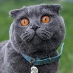 Круглый адресник для кота